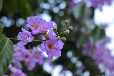 Close-up of purple flowering plant