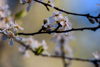 Close-up of cherry blossoms in spring