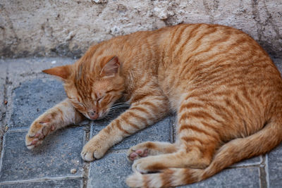 Cat sleeping