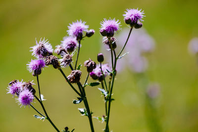 Close-up of purple flowering plant