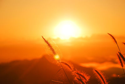 Close-up of stalks against orange sky