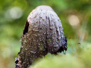 Close-up of wet mushroom growing on land