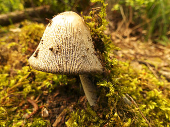 Close-up of mushroom
