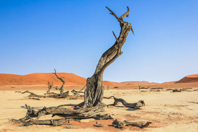 Dead tree on desert against clear blue sky