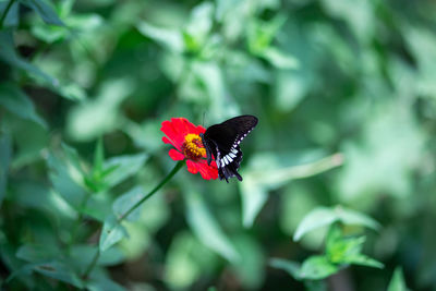Butterfly pollinating on flower
