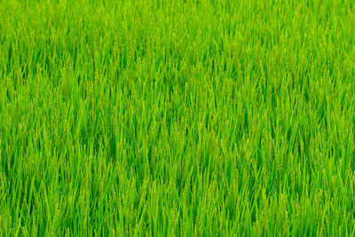 Full frame shot of wheat field