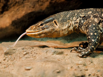 Close-up of lizard on rock