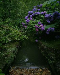 Plant growing in water