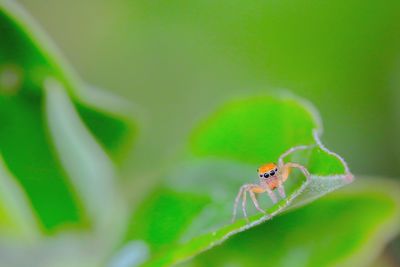 Close-up of ladybug on leaf