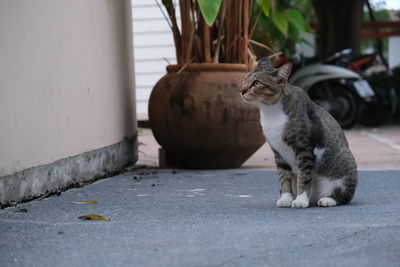 Cat sitting on a footpath