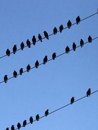 Low angle view of birds perching on power lines against clear blue sky