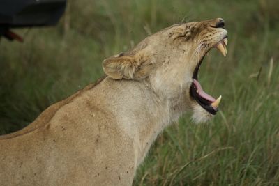 Close-up of lioness