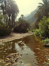 Scenic view of river amidst trees against sky