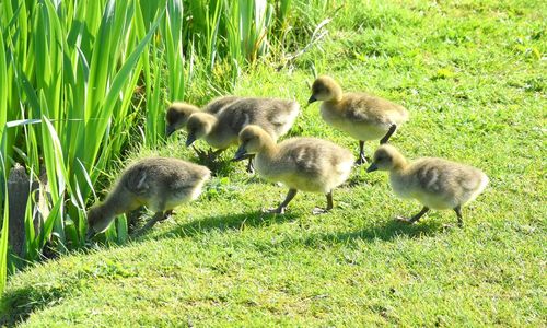 Ducks on field