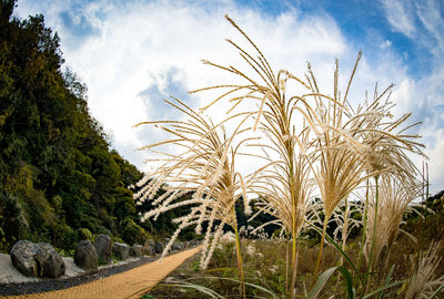 Plants growing on field against sky