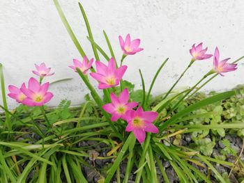 Close-up of pink flowering plant