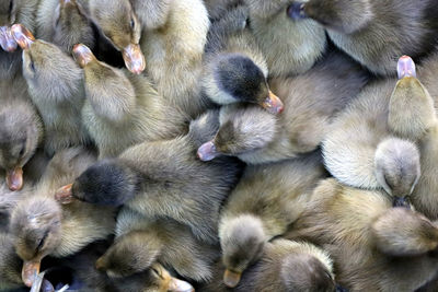 High angle view of a ducks
