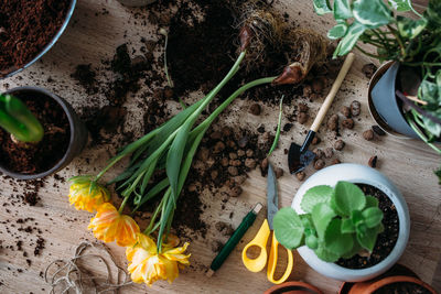 The concept of spring transplanting indoor plants at home.