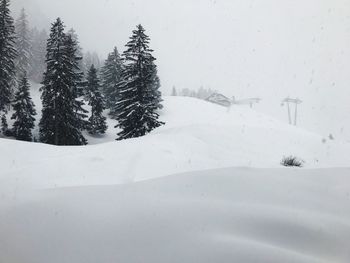 Pine trees on snow covered land