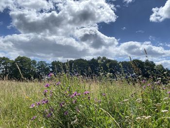 Purple flowering plants on field against sky