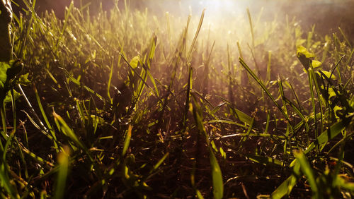 Close-up of wet grass on field