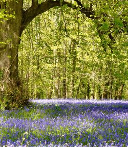 View of flowering plants in forest