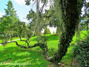 Trees on field