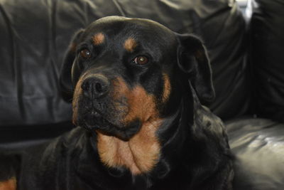 Close-up portrait of dog