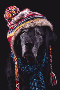 Close-up portrait of a dog