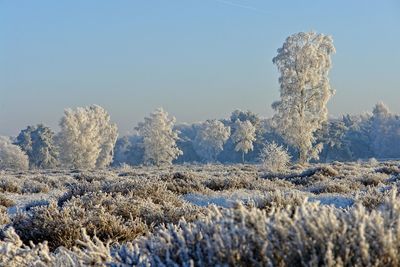 Frozen plants on land against sky