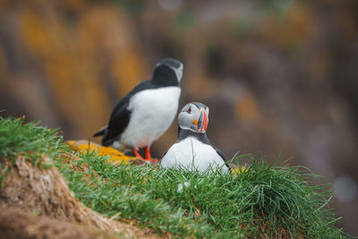 Close-up of bird perching on field