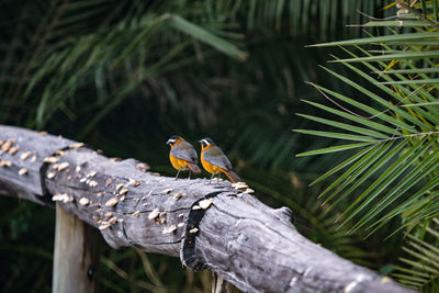 Close-up of robins perching on wood