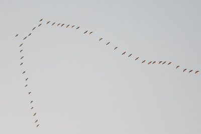 Low angle view of birds flying against sky