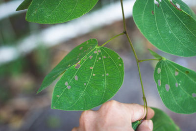 Close-up of hand holding leaves