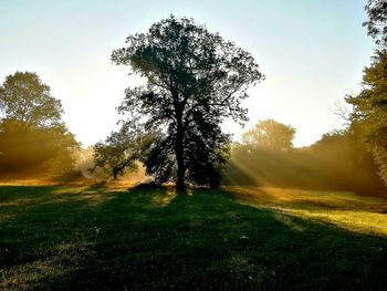 Trees at park during sunrise