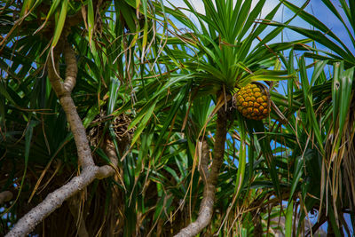 Pineapple on tree