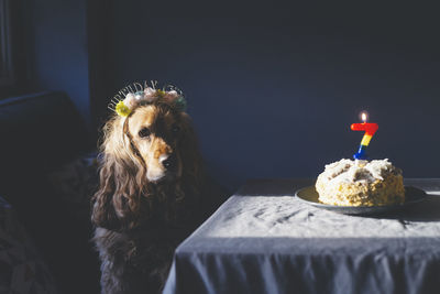 Close-up of dog sitting on table,cocker spaniel dog celebraiting his birthday