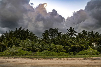 Palm trees against sky