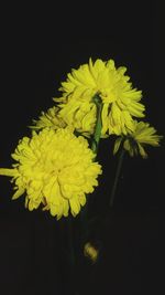 Close-up of yellow flowering plant against black background