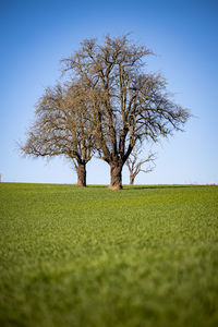 Tree on field against clear sky