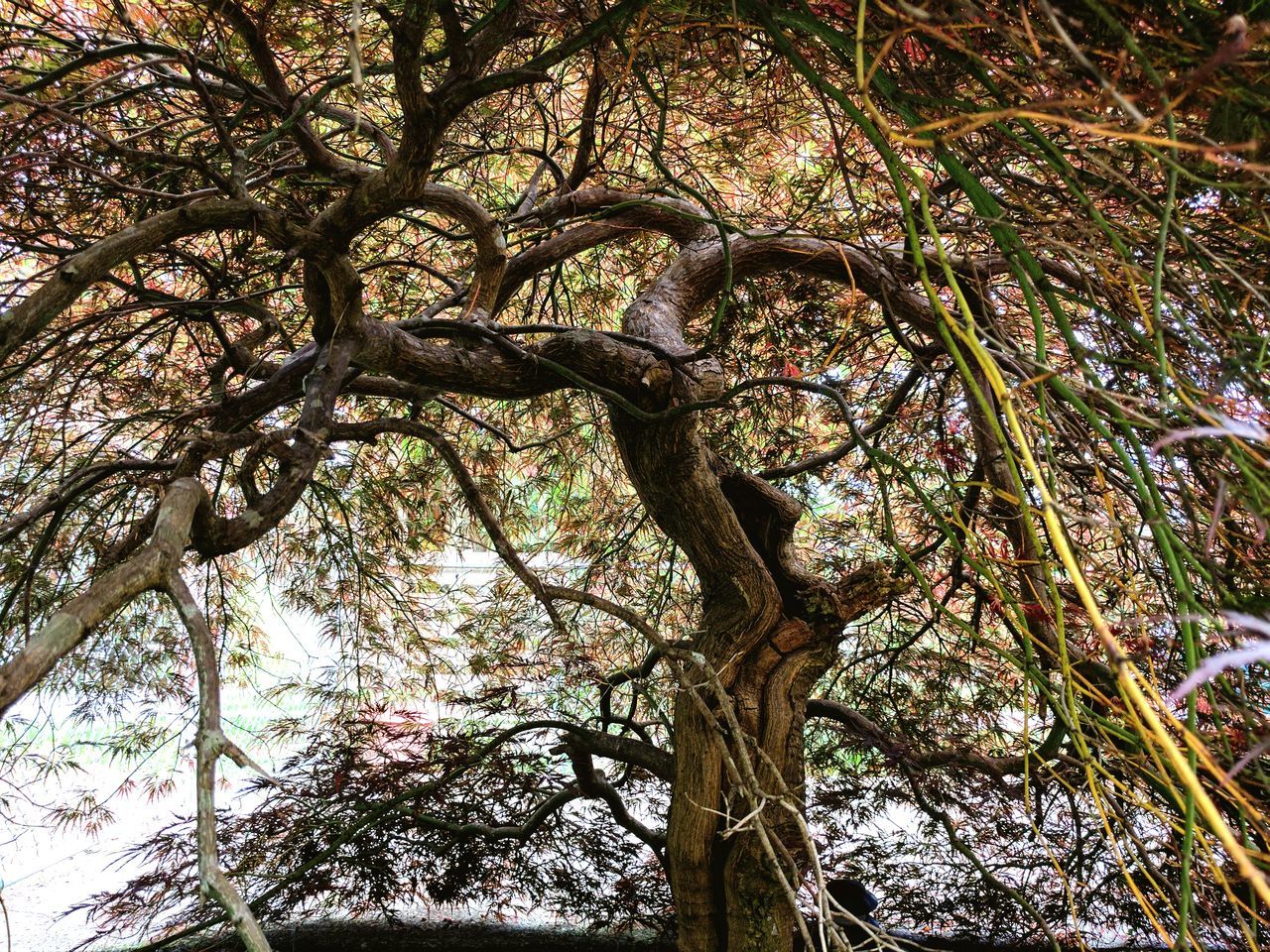 tree, tree trunk, branch, nature, growth, day, no people, outdoors, low angle view, beauty in nature, forest