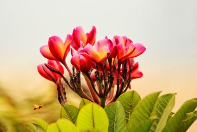 Close-up of pink flowering plant against sky