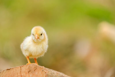 Chicken newborn