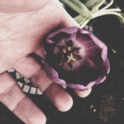 Close-up of flowers