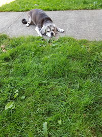 High angle view of dog relaxing on field