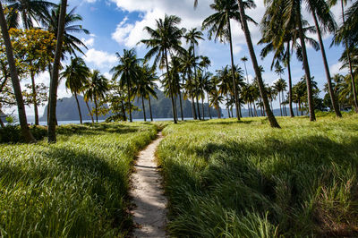 Scenic view of palm trees on field against sky