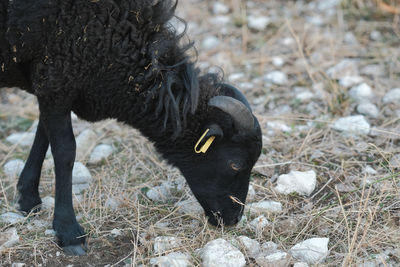 Close-up of a sheep on field