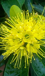 Close-up of yellow flower blooming outdoors