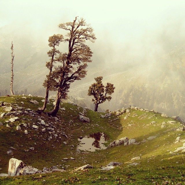 tranquility, tranquil scene, tree, scenics, fog, sky, nature, beauty in nature, landscape, bare tree, foggy, non-urban scene, grass, water, weather, mountain, idyllic, growth, day, field