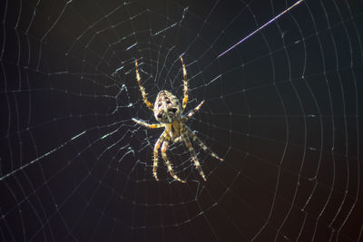 Close-up of spider on web